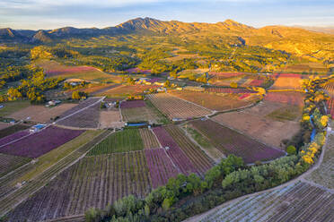 Spain, Region of Murcia, Cieza, Aerial view of vast countryside orchards at dusk - DSGF01961