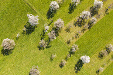 Deutschland, Baden-Württemberg, Weilheim an der Teck, Drohnenansicht eines ländlichen Obstgartens im Frühling - WDF05961