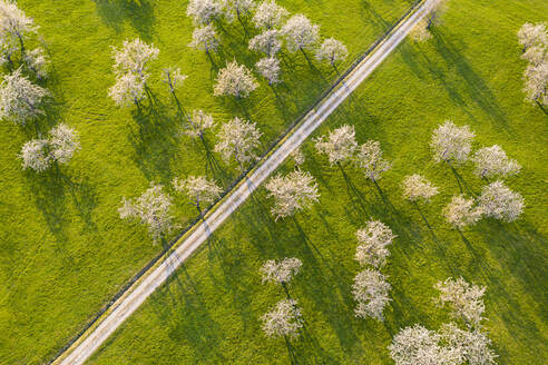 Deutschland, Baden-Württemberg, Beuren, Drohnenansicht eines unbefestigten Weges, der sich im Frühjahr über eine Obstplantage erstreckt - WDF05965