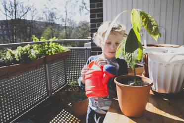 Nettes Mädchen bewässert Avocadopflanze auf dem Balkon an einem sonnigen Tag - IHF00335