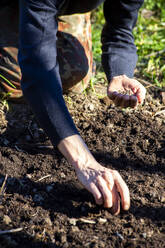 Midsection of man sowing seeds in soil at garden - NDF01046