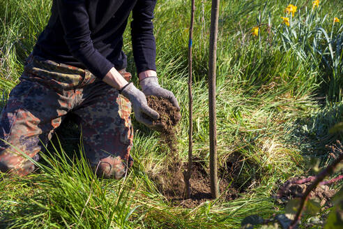 Low section of woman planting cherry tree in organic garden - NDF01050