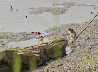 Germany, Bavaria, Two goldfinches (Carduelis carduelis) standing on shore of Chiemsee lake - ZCF00945