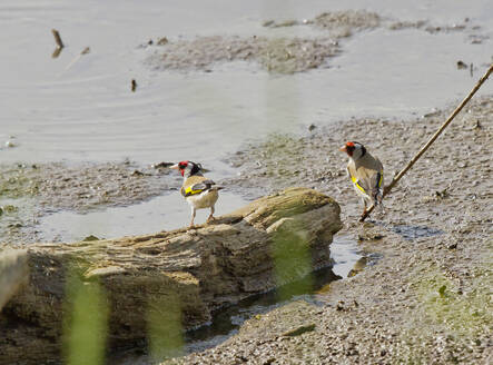 Deutschland, Bayern, Zwei Stieglitze (Carduelis carduelis) stehen am Ufer des Chiemsees - ZCF00945