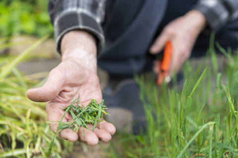 Low section of senior man showing grass at back yard stock photo