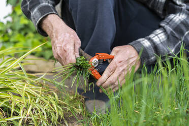 Close-up of man pruning grass in back yard - AFVF06101