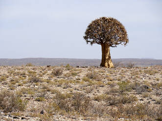 Köcherbaum in der Mitte von Nirgendwo, Namaqualand-Gebiet, Südafrika - VEGF01891