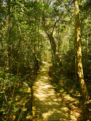 Holzpfad zwischen Bäumen, Tsitsikamma National Park, Südafrika - VEGF01903