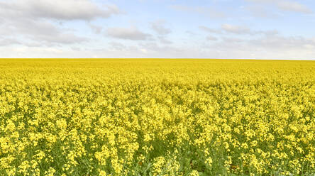 Blühendes Rapsfeld, Region Swellendam, Südafrika - VEGF01913