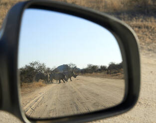 Rhino family crossing a road, Kruger National Park, South Africa - VEGF01917