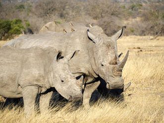 Nashornfamilie in der Savanne, Krüger-Nationalpark, Südafrika - VEGF01918