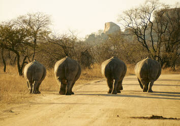 Rückansicht einer Nashornfamilie, die auf einer unbefestigten Straße spazieren geht, Kruger National Park, Südafrika - VEGF01919