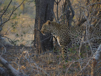Stillstehender Leopard im Busch, Krüger-Nationalpark, Südafrika - VEGF01920