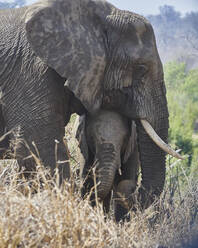 Porträt einer Elefantenmutter und ihres Babys, Krüger-Nationalpark, Südafrika - VEGF01921