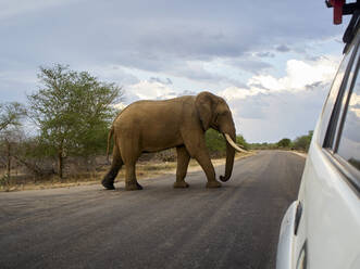 Elefant beim Überqueren einer Straße, Krüger-Nationalpark, Südafrika - VEGF01937