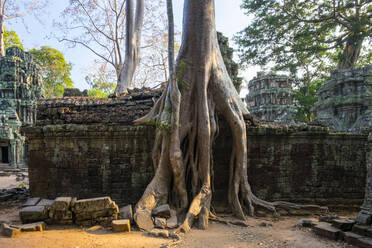 Ta-Prohm-Tempel (Rajavihara), Siem Reap, Kambodscha - CAVF79139