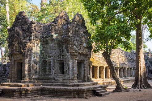 Ta-Prohm-Tempel (Rajavihara), Siem Reap, Kambodscha - CAVF79144