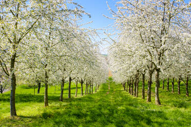 Blossoming cherry trees in the Eggenertal Valley in early spring, Schliengen, Baden-Württemberg, Germany - CAVF79200