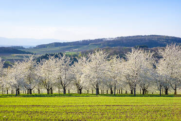 Blühende Kirschbäume im Eggenertal im Vorfrühling, Schliengen, Baden-Württemberg, Deutschland - CAVF79201