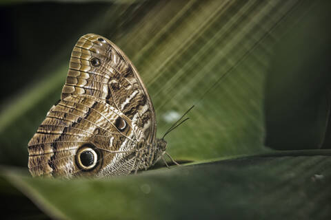 Owl butterfly on a leaf, Iguazu, Brazil stock photo