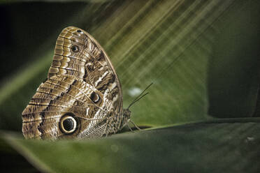 Owl butterfly on a leaf, Iguazu, Brazil - DSGF01983