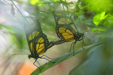 Zwei Dircenna dero Schmetterlinge auf einem Blatt, Iguazu, Brasilien - DSGF01984