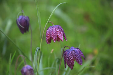 Germany, Close-up of blooming snakes head fritillaries (Fritillaria meleagris) - JTF01552