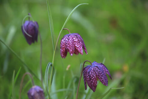 Deutschland, Nahaufnahme von blühenden Schlangenkopf-Fritillarien (Fritillaria meleagris) - JTF01552