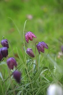 Deutschland, Nahaufnahme von blühenden Schlangenkopf-Fritillarien (Fritillaria meleagris) - JTF01553