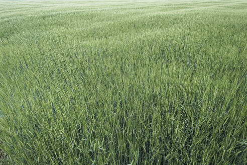 Deutschland, Gerste (Hordeum vulgare) im Frühjahr auf einem Feld - WFF00333