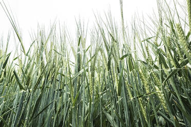 Deutschland, Nahaufnahme von Gerste (Hordeum vulgare) im Frühjahr - WFF00334