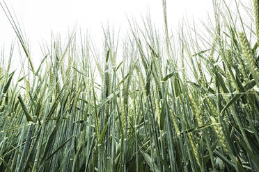 Germany, Close-up of barley (Hordeum vulgare) growing in spring - WFF00334