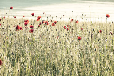 Germany, Corn poppies (Papaver rhoeas) blooming in meadow at dawn - WFF00338