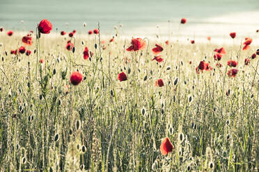 Deutschland, Klatschmohn (Papaver rhoeas) blüht auf einer Wiese in der Morgendämmerung - WFF00339