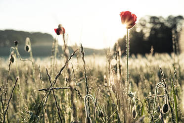 Germany, Corn poppies (Papaver rhoeas) blooming in meadow at sunrise - WFF00340