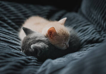 Zwei Kätzchen, die zusammengerollt in einem grauen Stoffstuhl schlafen. - CAVF79293