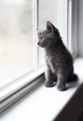 Entzückendes graues Kätzchen, das auf einem Fenstersims sitzt und nach draußen schaut. - CAVF79301