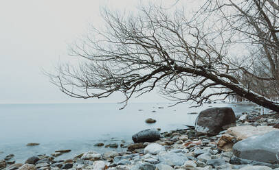 Ein Baum lehnt sich über das Wasser am felsigen Ufer eines Sees im Winter. - CAVF79313