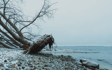 Großer, vom Sturm entwurzelter Baum am felsigen Strand eines Sees an einem Wintertag. - CAVF79314