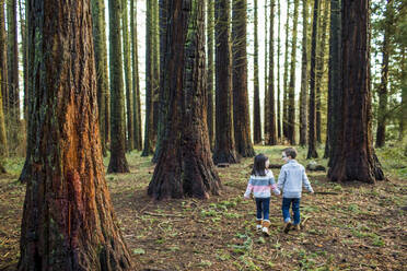 Rückansicht von niedlichen Kindern, die durch den Wald laufen. - CAVF79357