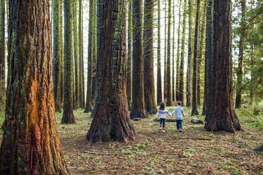 Rückansicht von niedlichen Kindern, die in einen dichten Wald gehen. - CAVF79358