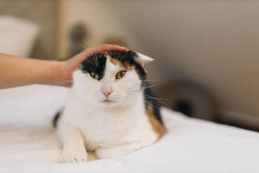 Porrait of cat lying on bed with hand stroking her - GUSF03549
