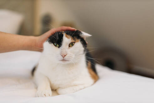 Porrait von Katze auf Bett liegend mit Hand streicheln sie - GUSF03549
