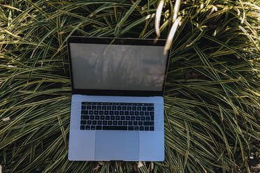 Laptop in tall grass - GUSF03582