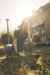 Young woman harvesting celeriac in garden - GUSF03633