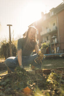 Young woman harvesting celeriac in garden - GUSF03633
