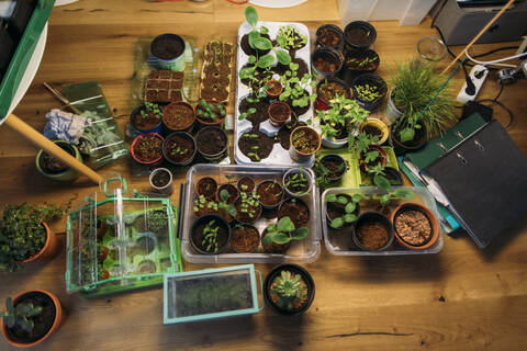 Assortment of plants on wooden floor stock photo