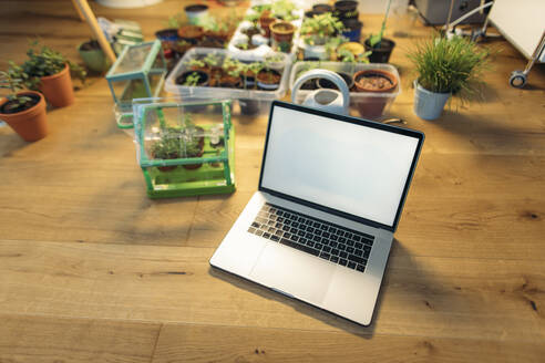 Laptop on wooden floor next to plants - GUSF03673