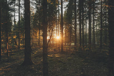 Sunset in the woods of Sodermanland, Nykoping, Sweden - GUSF03687