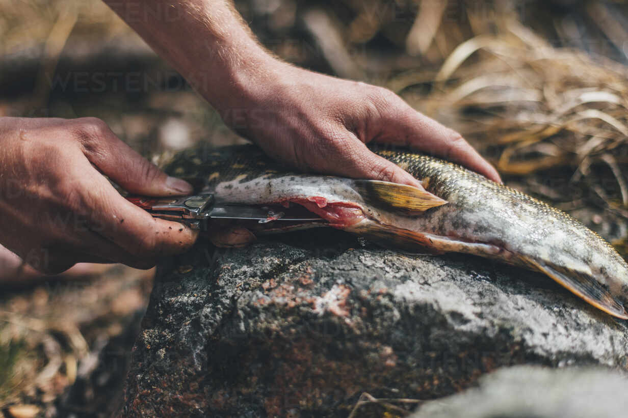 Young man gutting fish at lakeshore stock photo